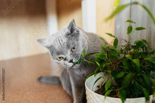 Fototapeta British purebred gray shorthair cat nibbles on green ficus benjamin plant in pot in home room. selective focus