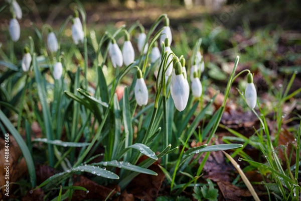 Obraz Snowdrops