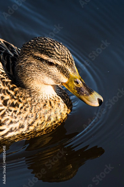 Fototapeta Female Mallard Duck