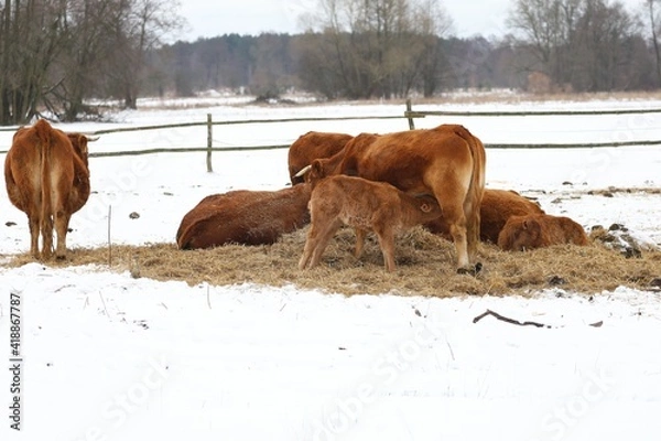 Fototapeta cows in the snow and the young body sucks milk