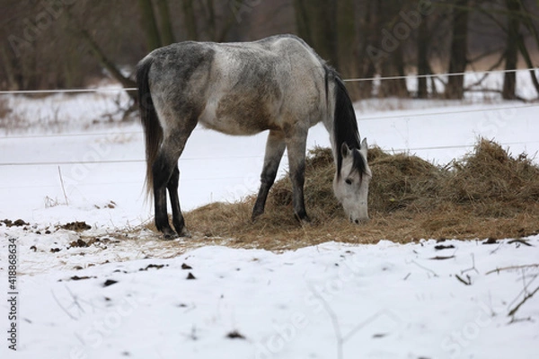 Fototapeta a horse in the snow eats hay, a stable in Poland