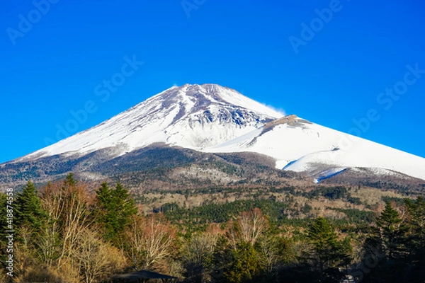 Fototapeta 青空を背景に迫るような冬の富士山（水ヶ塚公園）