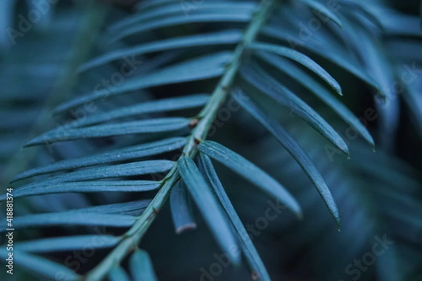 Fototapeta Branche de sapin en macro -
Pine tree branch