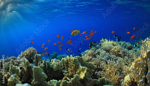 Fototapeta Coral reef