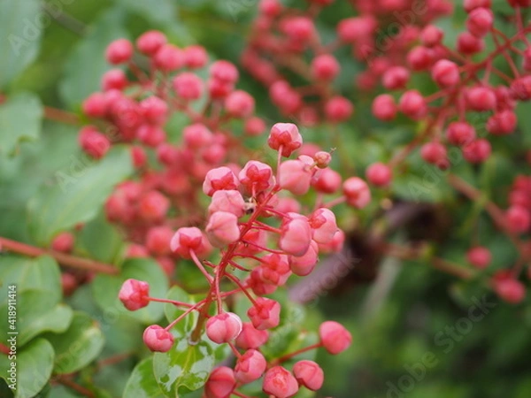 Obraz ドクウツギの実