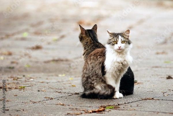 Obraz Street cats
