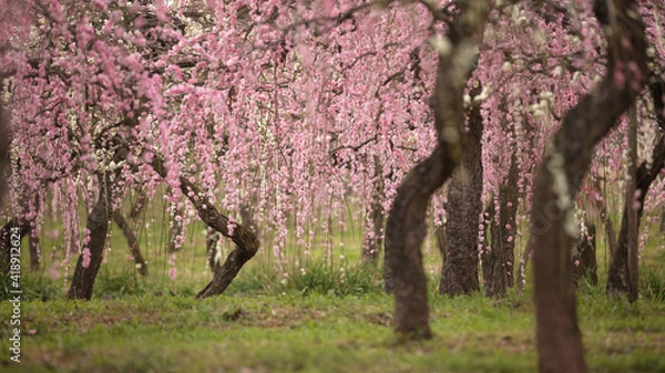 Fototapeta 愛知県 名古屋市農業センターdelaふぁーむ 梅