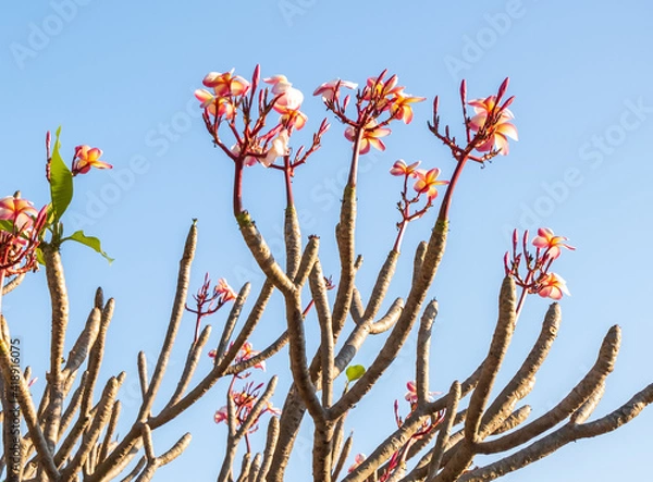Obraz red and yellow flowers