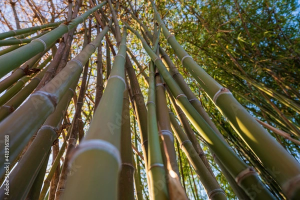 Obraz bamboo forest in the morning