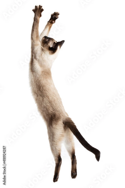 Fototapeta The cat jumps up and stretches out to the full height.