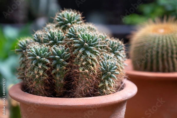 Fototapeta Cactus, A group of green succulents plants with sharp thorns in a flowerpot. (Dolichothele longimamma)