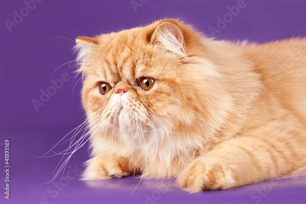 Fototapeta Red Persian kitten on violet background