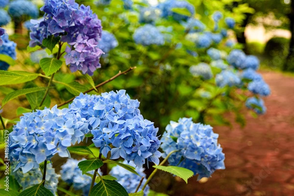 Fototapeta アジサイ