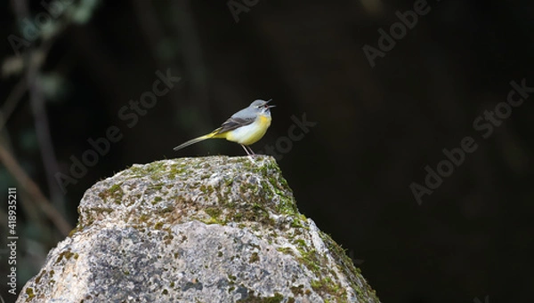 Obraz Grey Wagtail Singing on Top a Rock