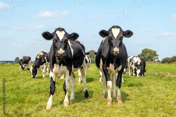 Fototapeta Two sassy cows, friesian holstein, standing in a pasture under a blue sky