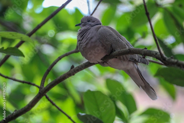 Obraz Dove perched in a Tree 