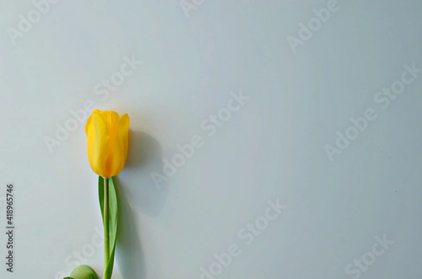 Fototapeta Yellow tulip with green stem on white background, copy space