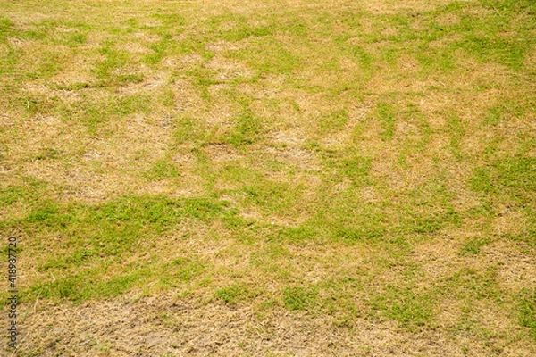 Fototapeta Green and yellow grass texture Brown patch is caused by the destruction of fungus Rhizoctonia Solani grass leaf change from green to dead brown in a circle lawn texture background dead dry grass.