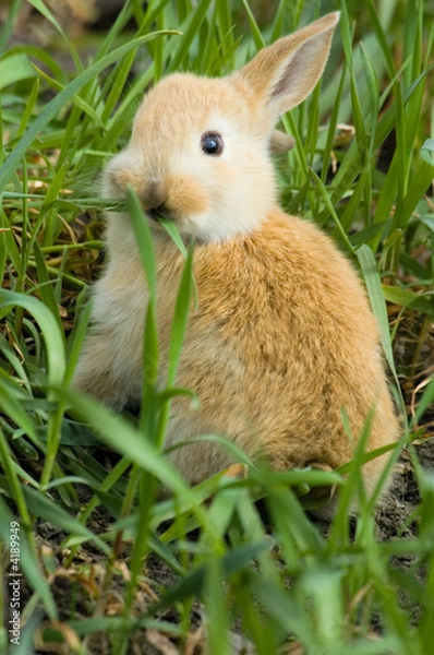 Fototapeta small red rabbit