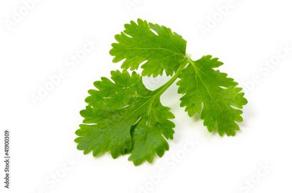 Fototapeta コリアンダー