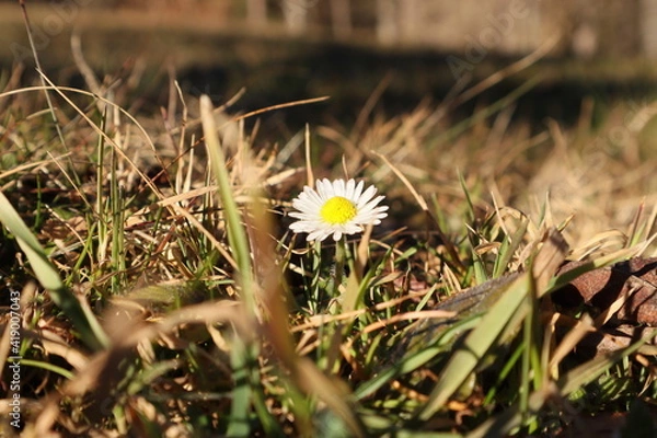 Obraz Gänseblümchen im Gras