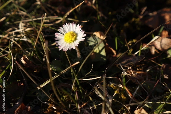Obraz Ein Gänseblümchen im Gras