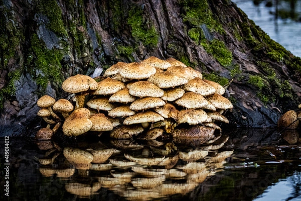 Fototapeta mushrooms on a tree