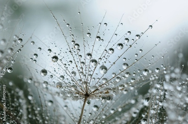 Obraz dandelion seeds with drops