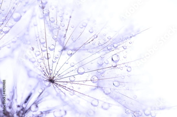 Obraz dandelion seeds with drops