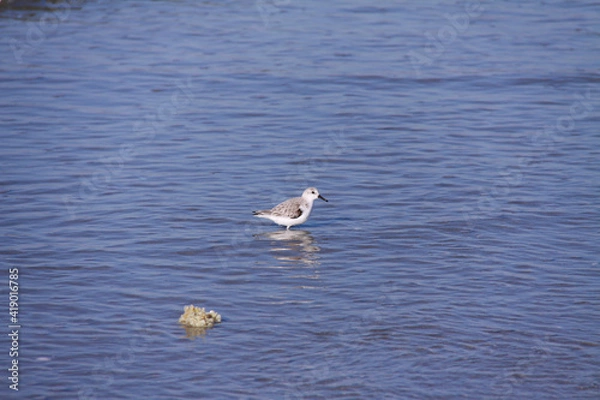 Obraz Bécasseau sanderling