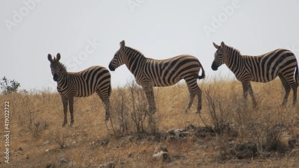 Obraz Zebras