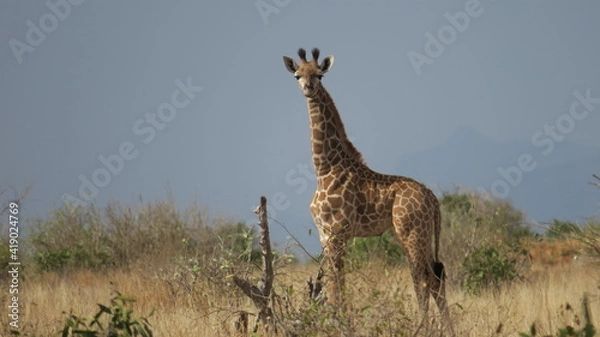 Obraz Calf(Baby Giraffe)