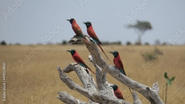 Obraz Southern carmine bee-eater.