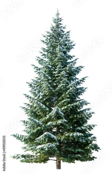 Obraz Green christmas fir tree