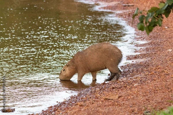 Obraz Capivara