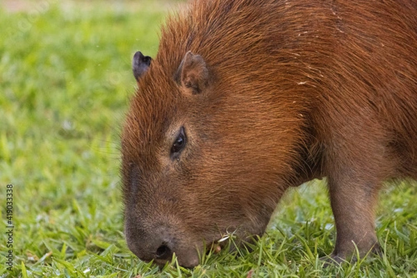 Obraz Capivara