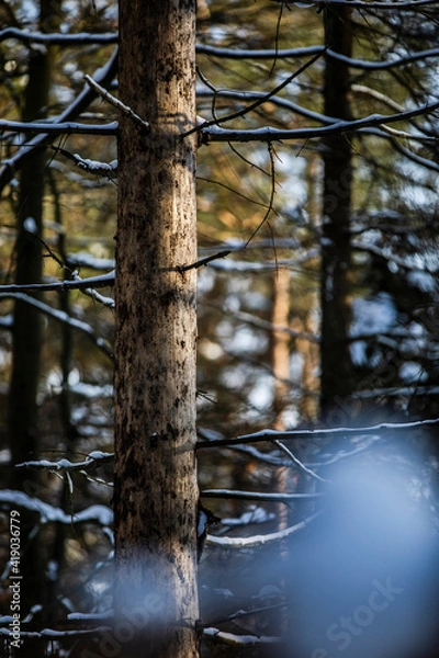 Fototapeta Snowy tree