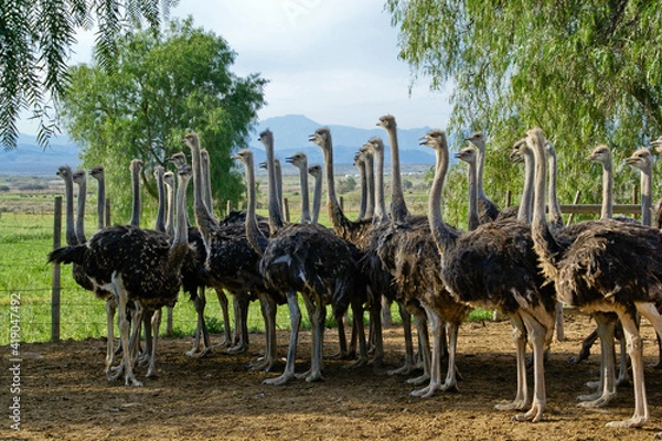 Fototapeta Female ostriches stand together in an enclosure at a farm in Oudtshoorn, South Africa..