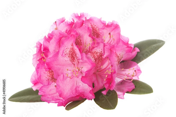Obraz Rhododendron Blüte