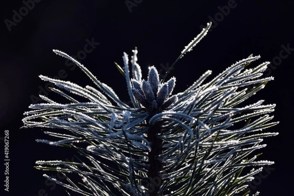 Obraz szron na sosence