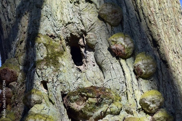 Obraz dziupla w debie