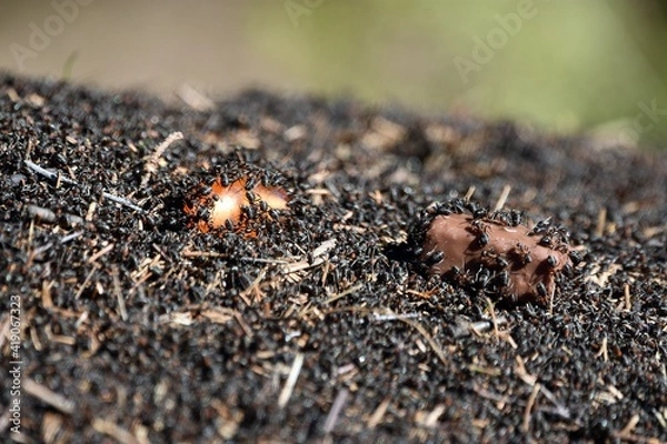 Obraz mrowisko