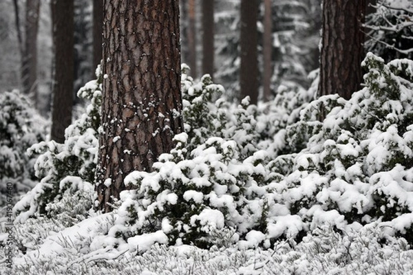 Obraz Jałowce w sniegu.