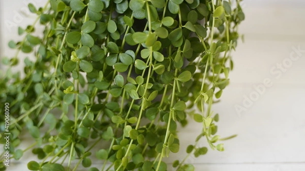 Obraz グラフィック