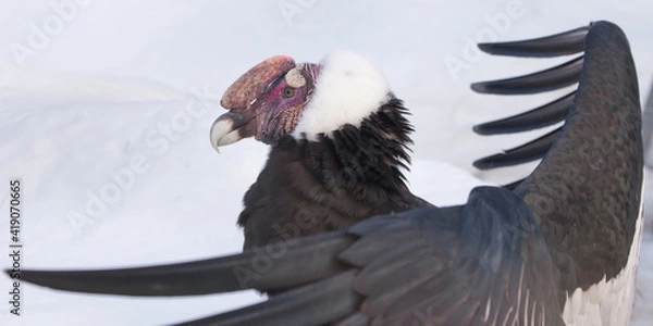 Fototapeta The wide spread wings of the Andean condor of