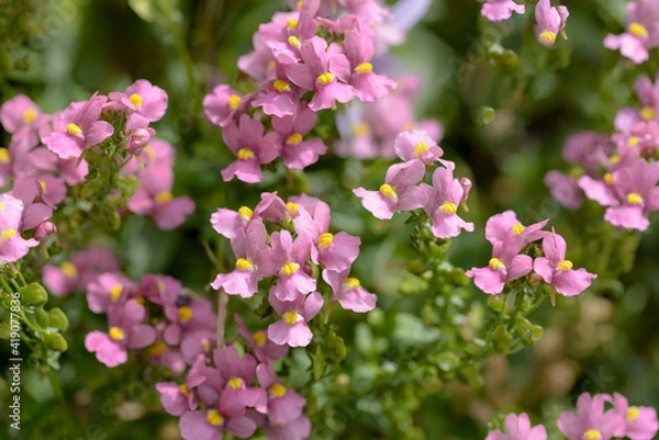 Obraz pink and white flowers