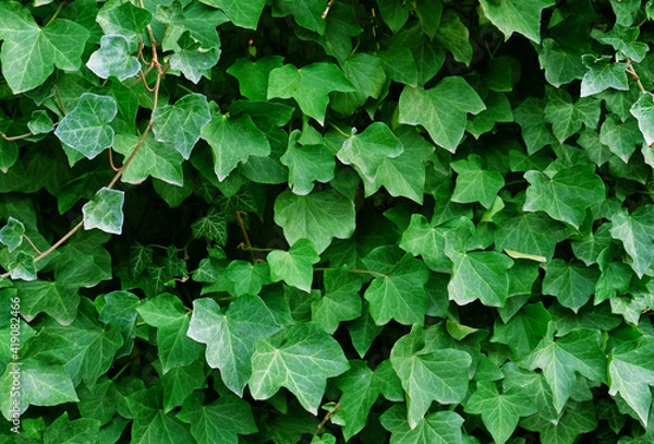 Fototapeta Green ivy leaves on the wall. Textured background of leaves. Green plant wall texture for backdrop design and eco wall and die-cut for artwork. A lot of leaves.