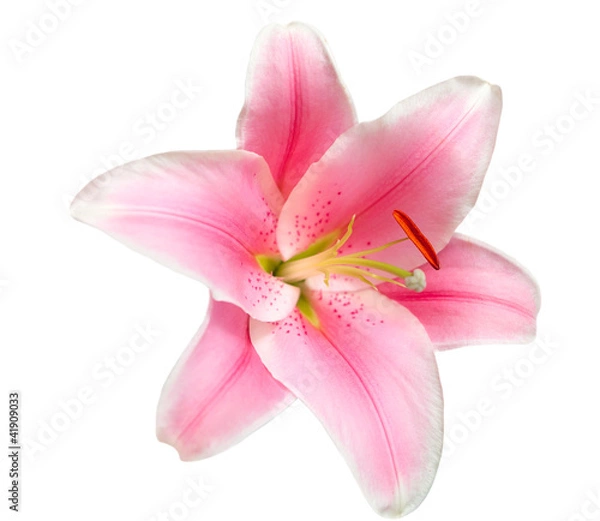 Obraz Beautiful flower isolated on white background
