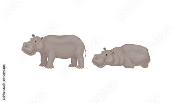 Fototapeta Hippopotamus or Hippo as Large Semiaquatic Mammal in Different Pose Vector Set