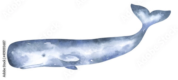 Obraz Sperm Whale Illustration